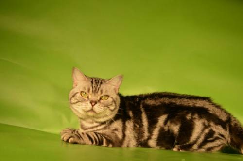 Вязка , опытный британец-1500,. Котята от 2000