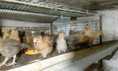 Продажа птицы подрощеной