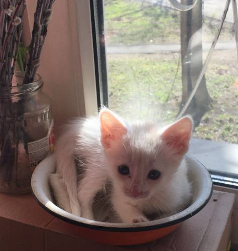 Отдам котенка в хорошие руки , девочка , месяц, кушает сама . Очень милая и игри