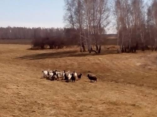бесхозные домашние козлы
