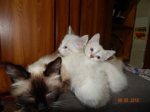 котята  мама сиамская папа не известен 