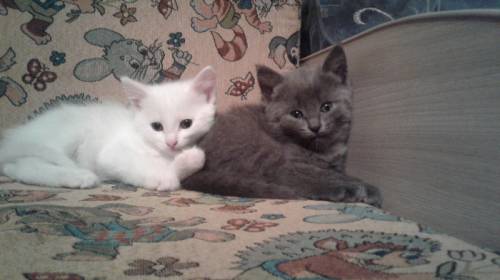 Отдам в добрые руки котят от кошки мышеловки. Возраст 2 мес, девочки. 