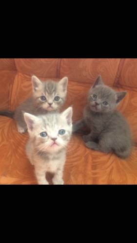 Продажа Британских котят Д/Р 5.04.18
