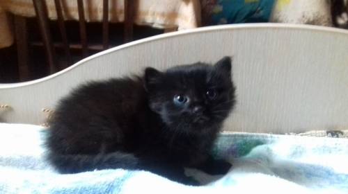 Отдам очаровательную кошечку