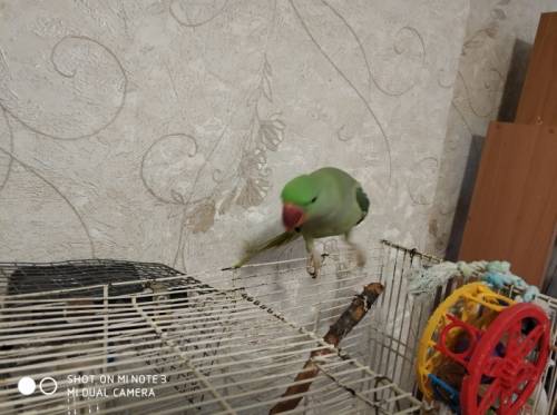 Александрийский попугай не дорого