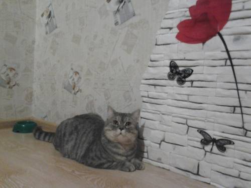 Кот Шотландец для вязки