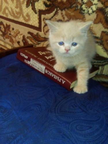 Продам котят британцеы