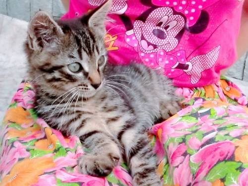 Котята мышеловы и крысоловы