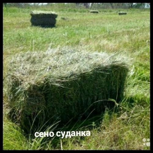 Сено суданки в тюках