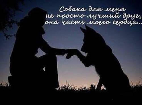 Гостиница для собак 