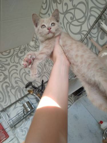 Отдаю котёнка срочно