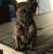 French Bulldog Female