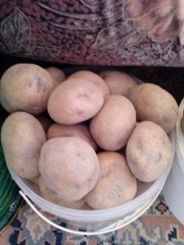 породам картофель синеглазка.