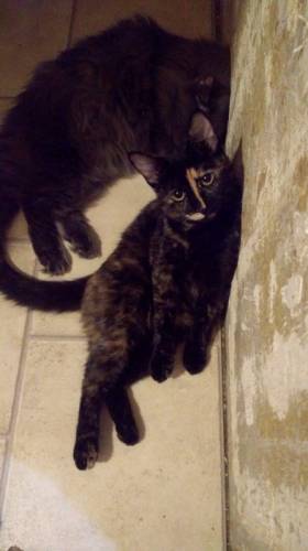 Котята и кошечки в добрые руки