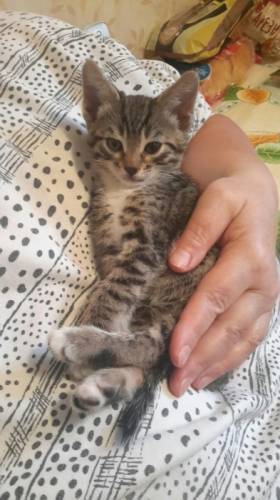 Передержка кошек дома.