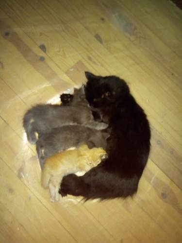 отдам милых котят в добрые руки