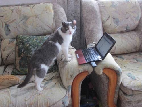 гостиница для котов,  котиков и кошечек, передержка
