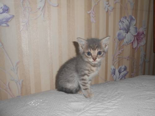 отдам котят в добрые руки