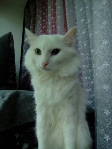 котята