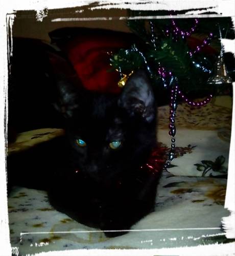 Чёрный котик.