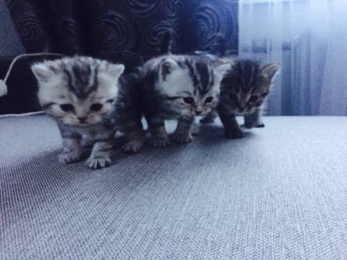 Продам котят шотландских 