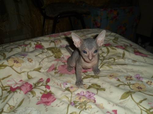 Продаются котята донского сфинкса.