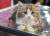 котенок прямоухий  хайленд страйт