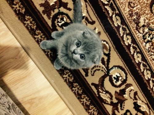 Продаю шотландских котяток