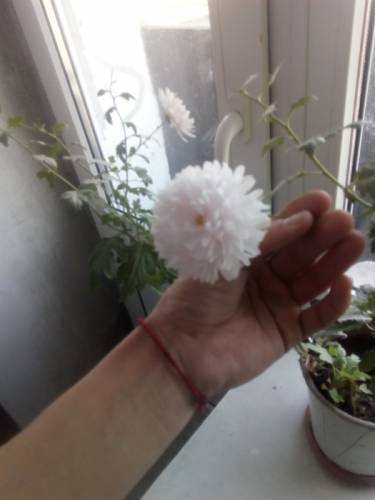 Продам комнатную хризантему