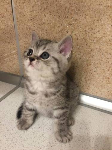 продам котенка скоттиш страйт