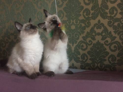 Котята невской - маскарадной