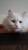 Кот домашний Малыш