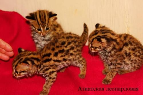 Котята азиатской леопардовой кошки.