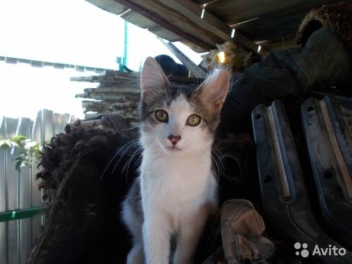 Котята мышеловы в добрые руки