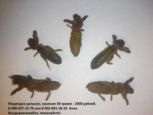 Медведка Азиатская
