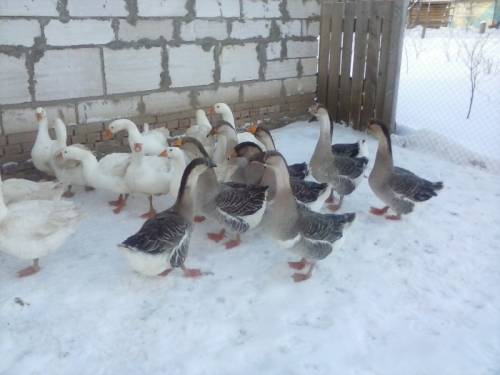 гусята утята из племенного завода 