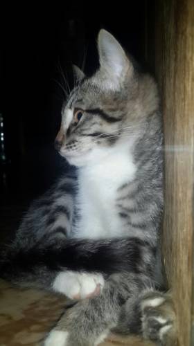 Отдам котёнка