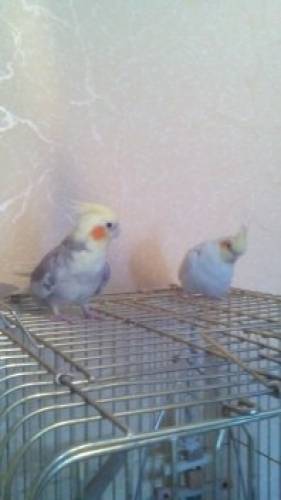 Продам пару корелл