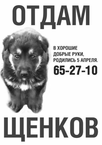 отдам щенков в добрым хозяевам