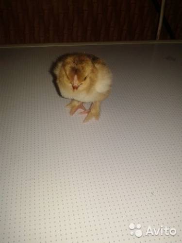 продам суточных  цыплят