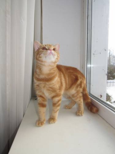 Клубные кошечки