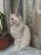 Клубные кошечки