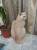 Клубные кошечки